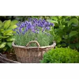 Image of Thompson & Morgan Thompson and Morgan English Lavender - 10 plants
