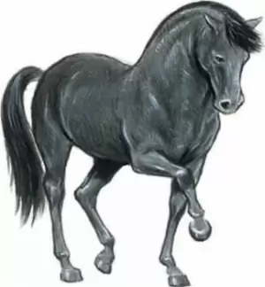 Image of Favorite Horse Stickers by John Green