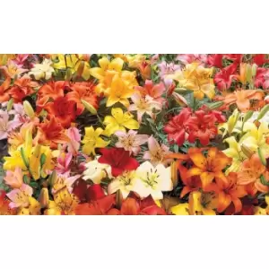 Image of Thompson & Morgan Thompson and Morgan Lily Asiatic Mix (Ground Cover) 100 Bulbs
