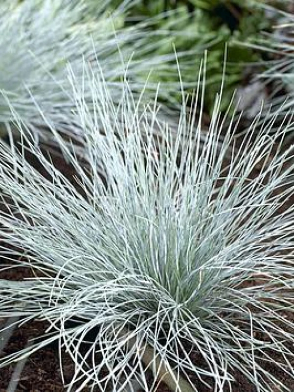 Image of You Garden Yougarden Blue Festuca Grass, Ornamental Grass In 9Cm Pot, Striking Blue Foliage, Hardy Perennial, Low Maintenance, Drought Tolera