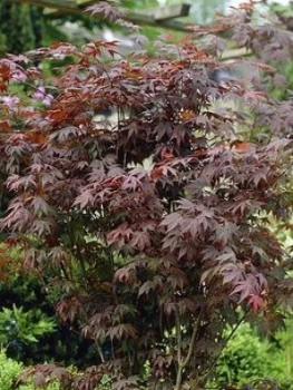 Image of Acer Atropurpureum Red Maple 3L 60Cm Tall