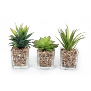 Image of Assorted Glass Succulent Pots (One Random Supplied)