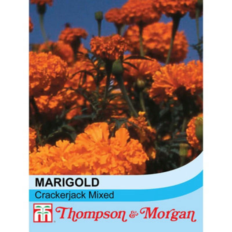 Image of Thompson & Morgan Marigold Crackerjack Mixed 1 Packet (250 Seeds)