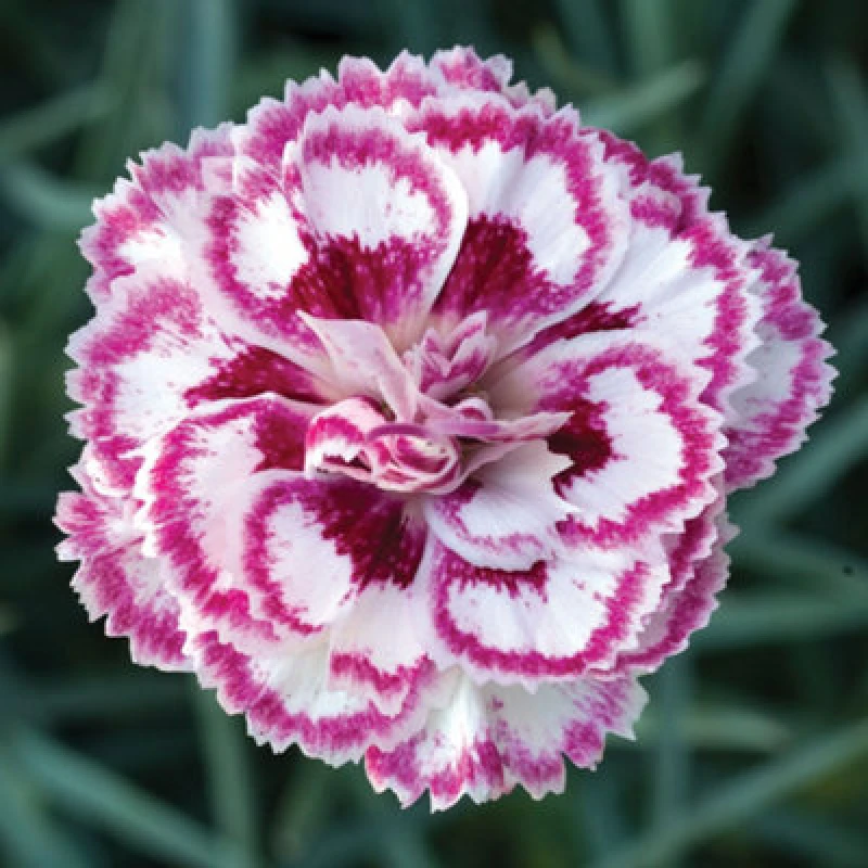 Image of Thompson & Morgan Dianthus (Pinks) Grans Favourite 9Cm Potted Plant X 1