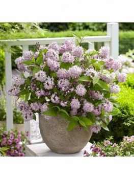 Image of You Garden Deutzia Hybrida 'Rasberry Sundae' 3L