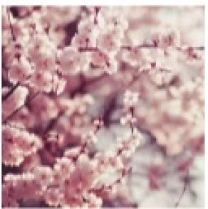 Image of Art For The Home Romantic Blossom Mural Wallpaper Paper