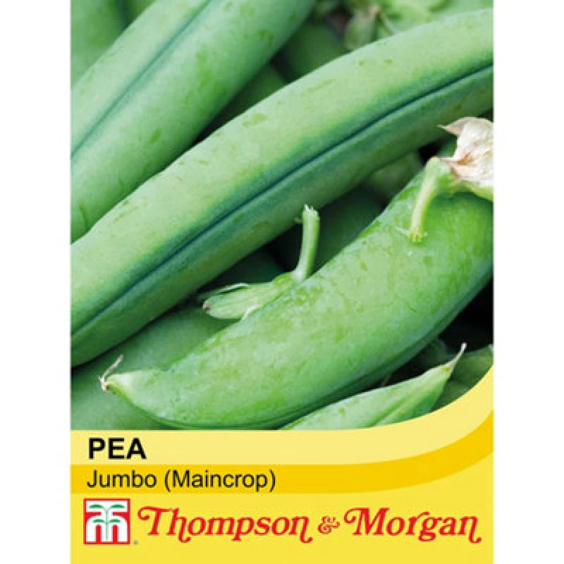 Image of Thompson & Morgan Pea Jumbo 1 Seed Packet (250 Seeds)