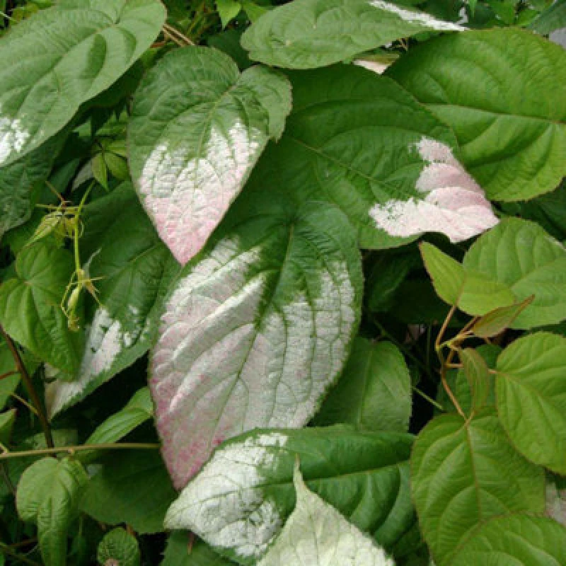 Image of Thompson & Morgan Actinidia Kolomikta 2 Litre Potted Plant X 1