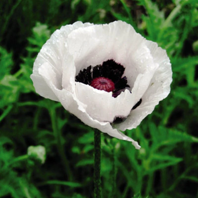 Image of Thompson & Morgan Poppy Oriental Royal Wedding 1 Seed Packet