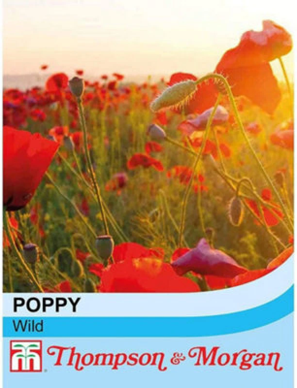 Image of Thompson & Morgan Wildflower Corn Poppy Flanders 1 Seed Packet (2000 Seeds)