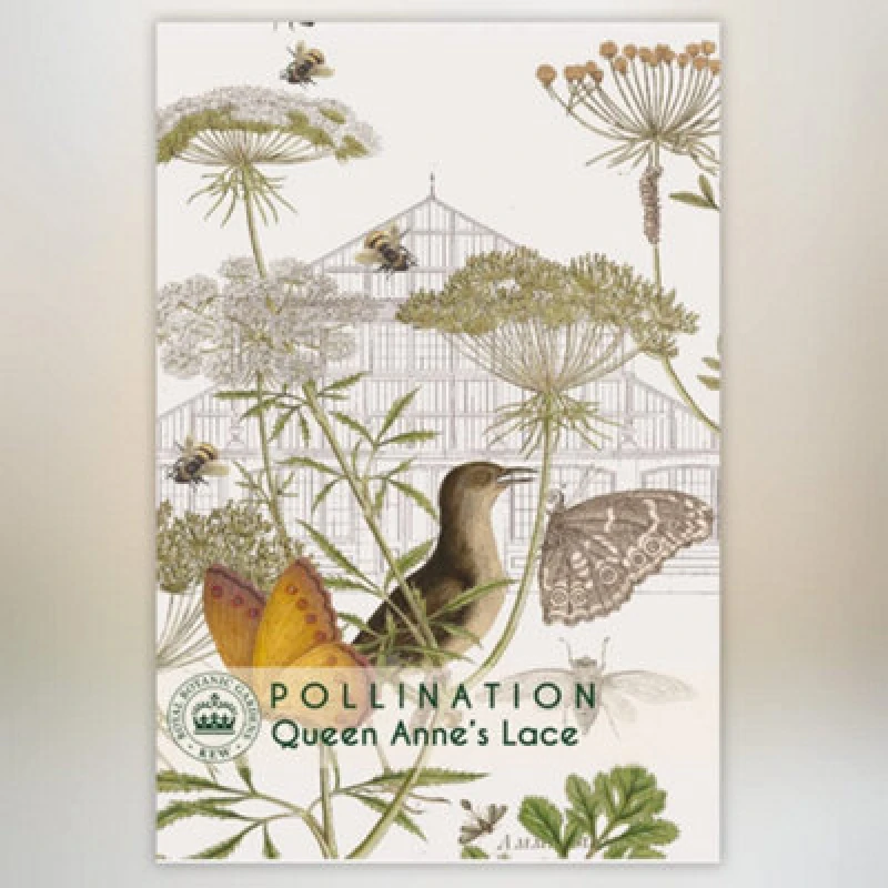 Image of Thompson & Morgan Queen Anne's Lace Promo New Kew Range 1 Seed Packet