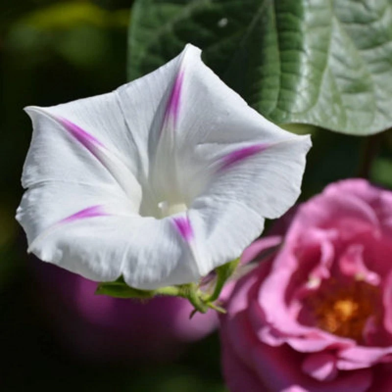 Image of Thompson & Morgan Morning Glory Milky Way 1 Packet (25 Seeds)
