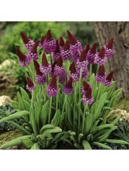 Image of Red Hot Poker' Primrose Primula Viallii 3 X 9Cm Potted Plants