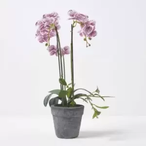 Image of Homescapes - Pink and White Orchid 50cm Phalaenopsis in Cement Pot - Pink & White