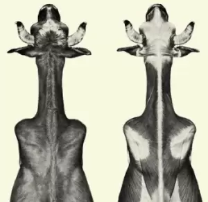 Image of EP by Moin Vinyl Album