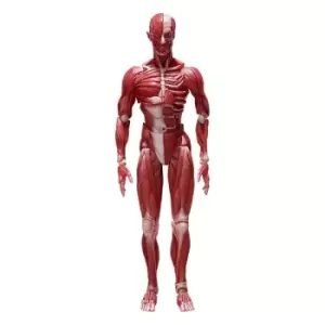 Image of Original Character Figma Action Figure Human Anatomical Model 15 cm