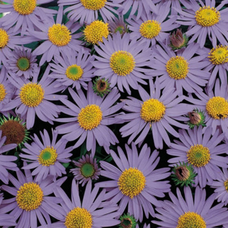 Image of Thompson & Morgan Heteropappus Meyendorfii Blue Knoll 1 Seed Packet (50 Seeds)