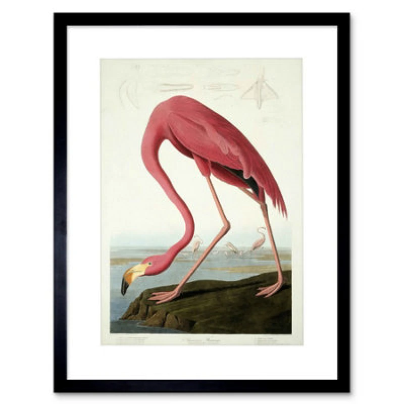 Image of Wee Blue Coo Painting Nature Audubon American Flamingo 12X16" Framed Wall Art Print