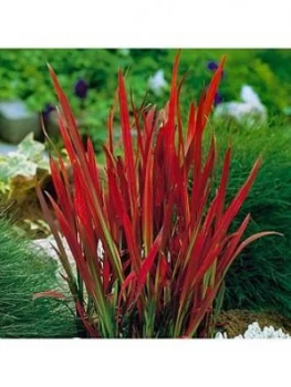 Image of Imperata 'Red Baron' (Blood Grass) 9Cm X 3