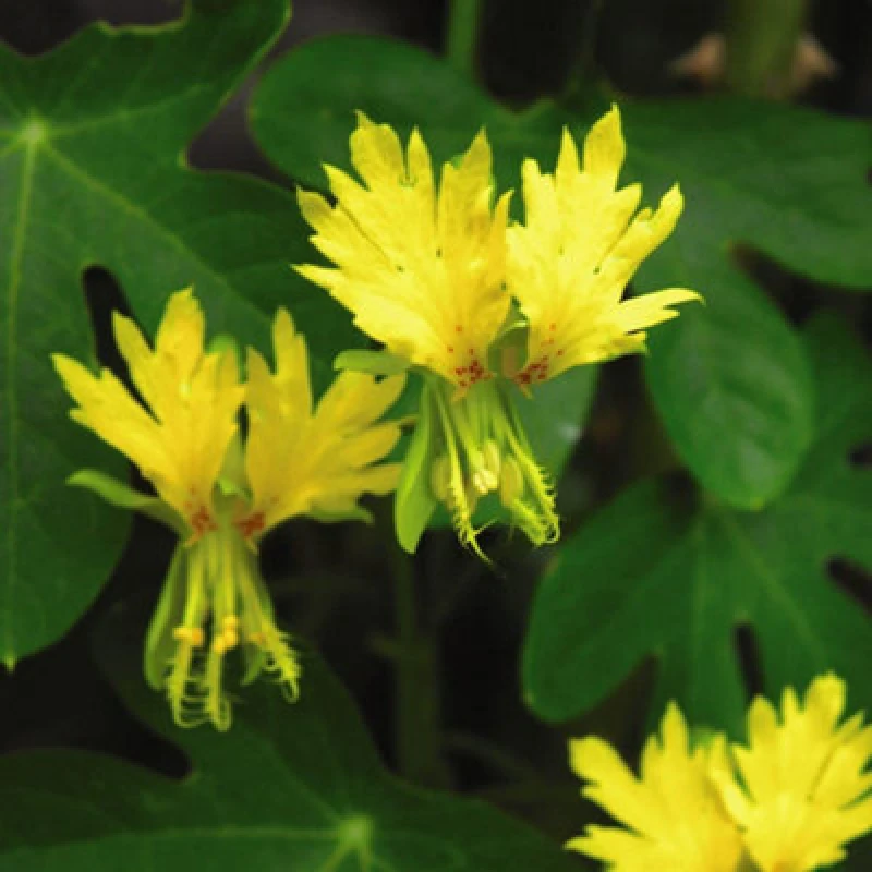 Image of Thompson & Morgan Tropaeolum Peregrinum Canary Creeper 1 Seed Packet