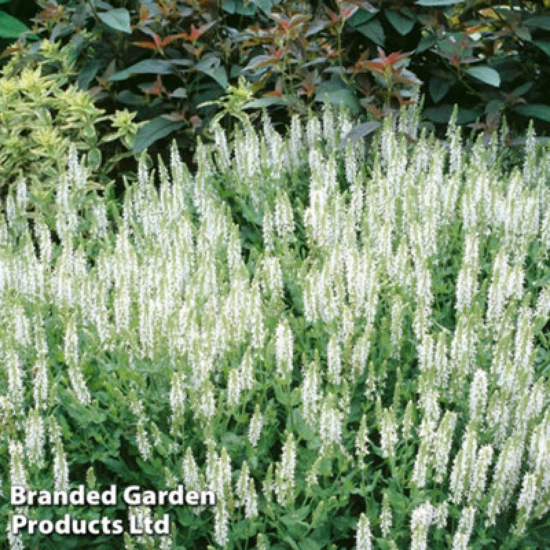 Image of Thompson & Morgan Salvia X Superba Snow Hills 1 Litre Potted Plant X 1