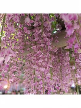 Image of Grafted Wisteria Pink 2L Pot 60Cm On Canes
