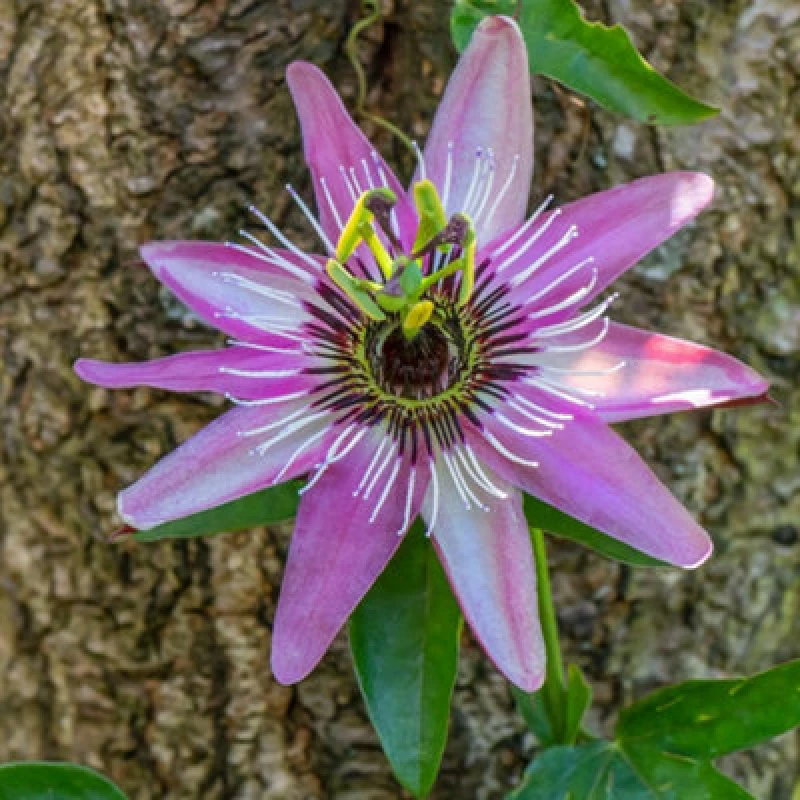Image of Thompson & Morgan Passiflora (Passion Flower) Vio. Victoria 2 Litre Potted Plant X 1