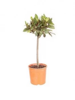 Image of Bay Tree Standard 70-80Cm Tall