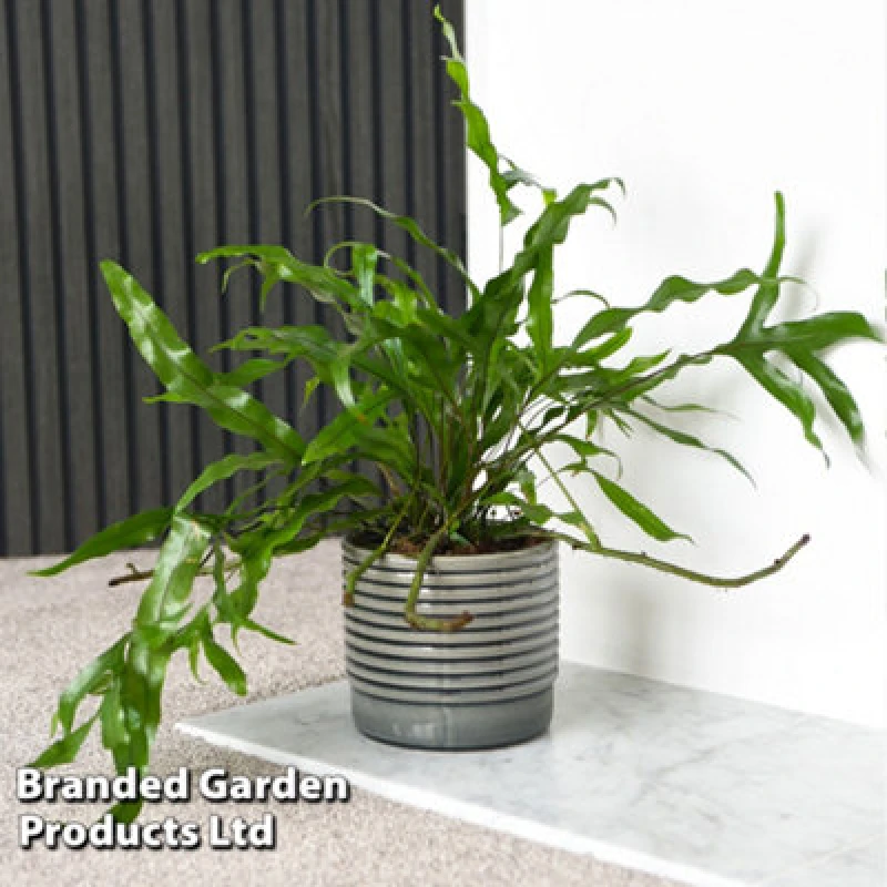 Image of Thompson & Morgan Houseplant Microsorum Diversifolium 12Cm Pot X 1