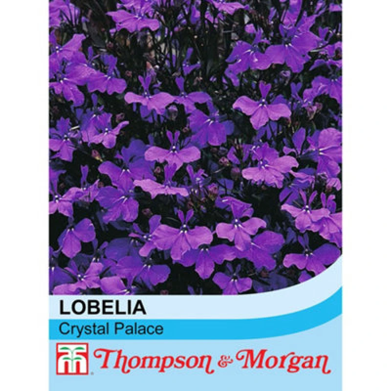 Image of Thompson & Morgan Lobelia Crystal Palace 1 Packet (1000 Seeds)