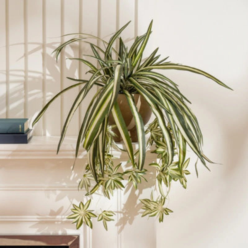 Image of Scottish Everlastings Ltd. Scottish Everlastings 36Cm Artificial Spider Plant In Rustic Pot