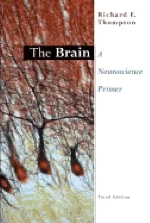 Image of brain a neuroscience primer