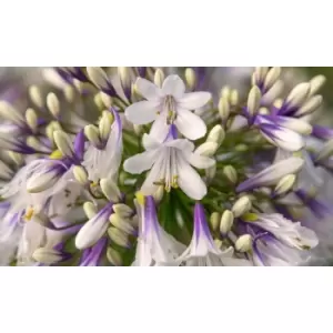 Image of Thompson & Morgan Thompson and Morgan Agapanthus Fireworks 9cm Pot x 2