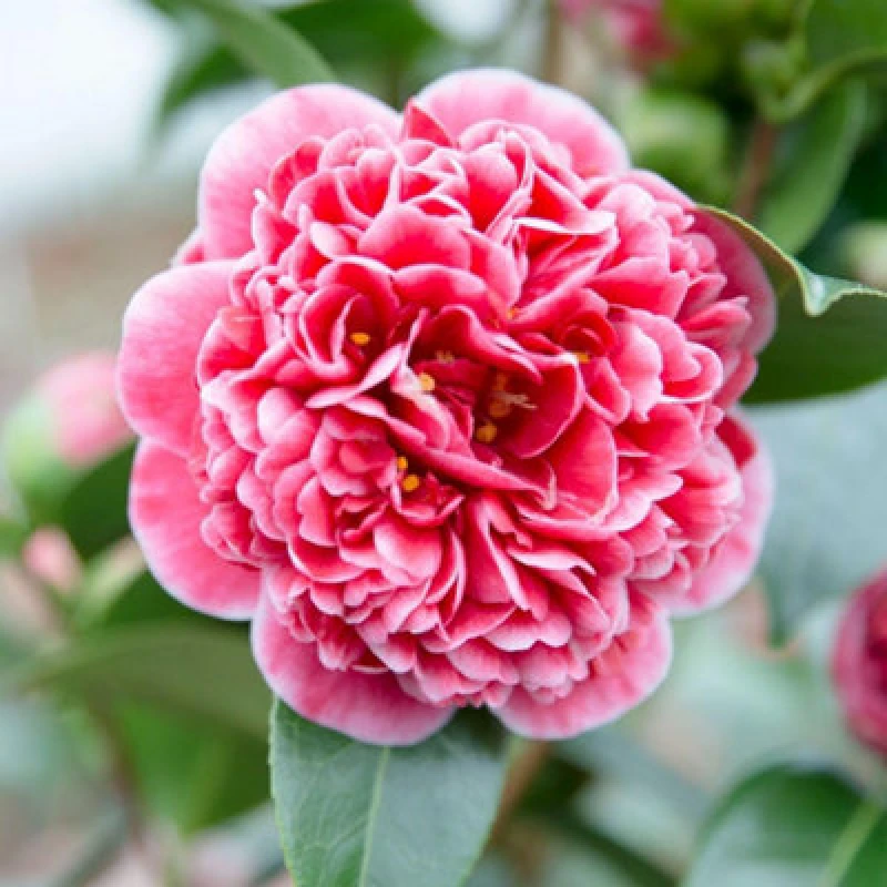 Image of Thompson & Morgan Camellia Japonica Volunteer 15Cm Potted Plant X 1