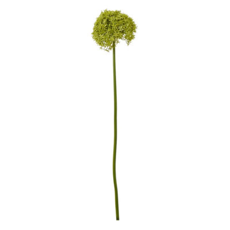 Image of Green Giant Allium Stem