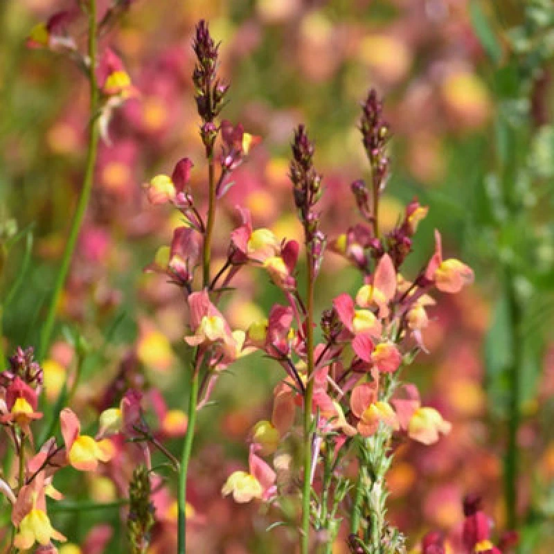 Image of Thompson & Morgan Linaria Maroccana Licilia Peach Baby Snapdragon Seeds - Hardy Annual Peachy-Yellow Blooms 1000 Seeds