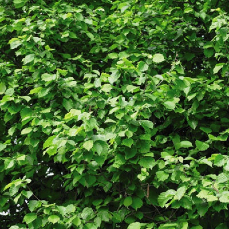 Image of Thompson & Morgan Hardy Hazel Cobnut Tree (Corylus Avellana) - Edible Nuts Catkins Wildlife Friendly Easy Grow (3L Pot)