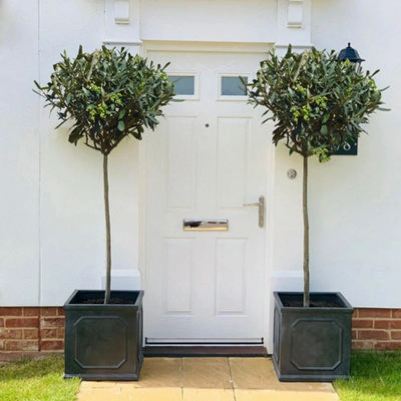 Image of Thompson & Morgan Olea (Olive) Europaea Std 80/90Cm Stem 18Cm Potted Plant X 2