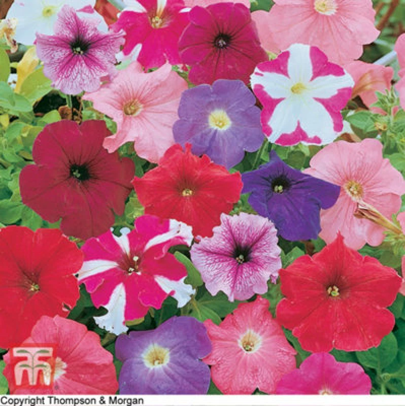 Image of Thompson & Morgan Petunia Rainbow Mix 1 Packet (750 Seeds)