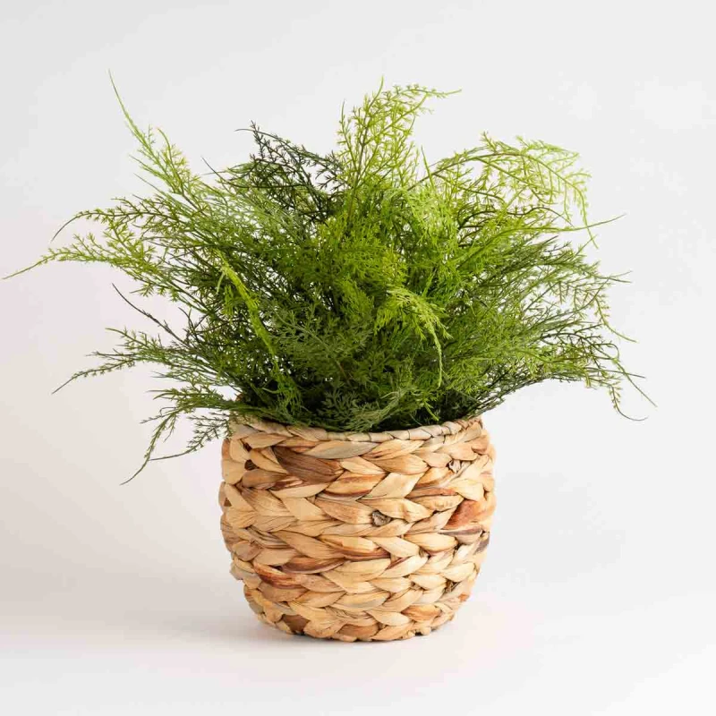 Image of Scottish Everlastings Ltd Fern In Basket 43cm, Green SEL1338