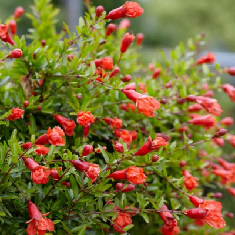 Image of Thompson & Morgan Punica Granatum 1 Seed Packet (4 Seeds)