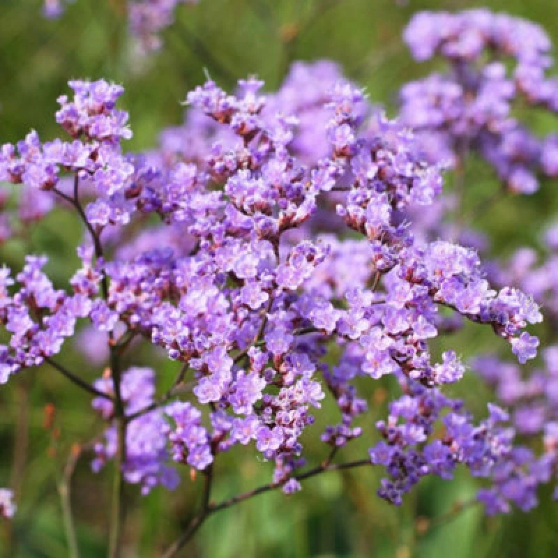Image of Thompson & Morgan Limonium Gmelinii Siberian Statice Seeds - Hardy Perennial Cut & Dried Flower Rock Garden Sandy Soil - 50 Seeds