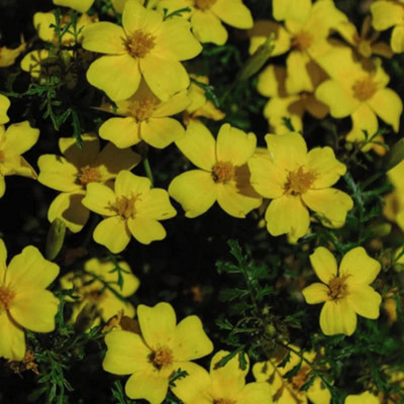 Image of Thompson & Morgan Tagetes Lemon Gem 1 Seed Packet