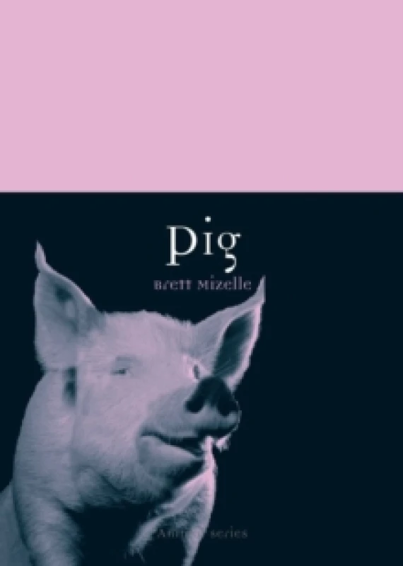 Image of Pig Paperback / softback
