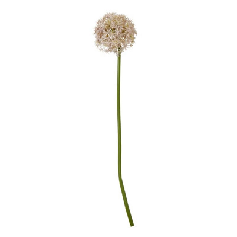Image of Lilac Medium Allium Stem