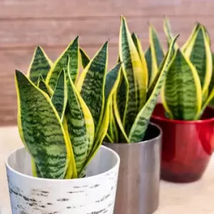 Image of YouGarden Sansevieria Trifasciata Laurentii (Snake Plant) In 17Cm Grow Pot