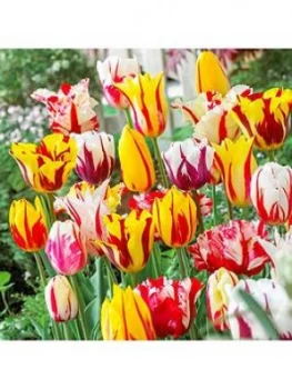 Image of Rembrandt Striped Tulips Mix X 25 Bulbs