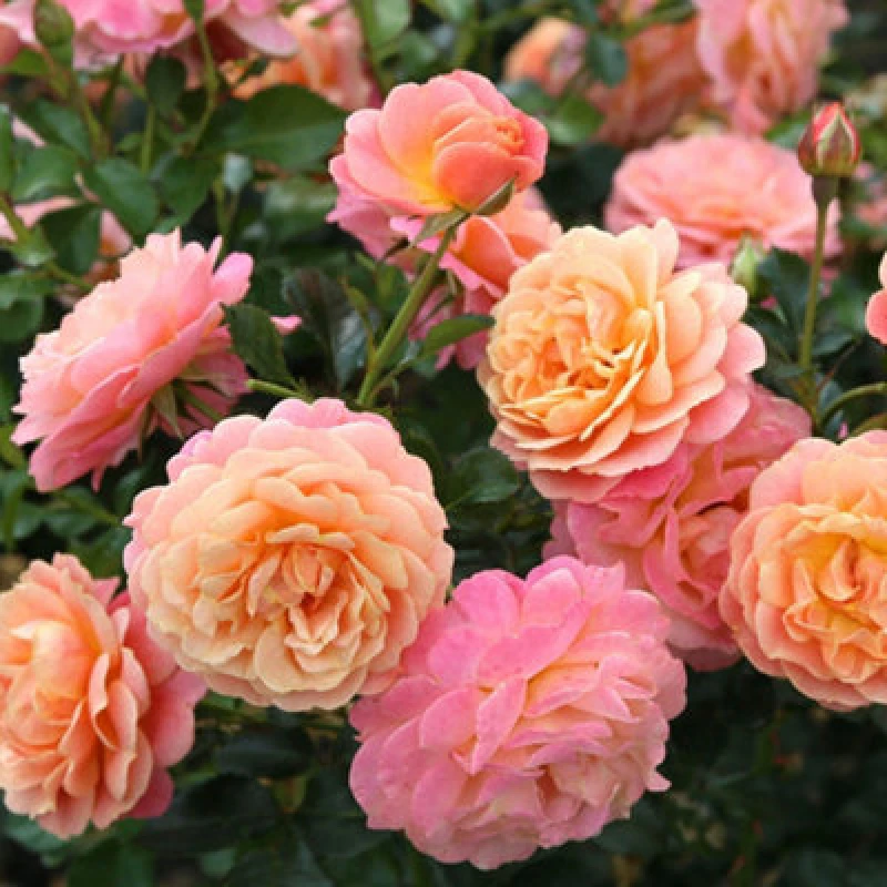 Image of YouGarden Rose Climbing Peach Melba (4L Pot) Roses 4L Pot Multi 39360499000