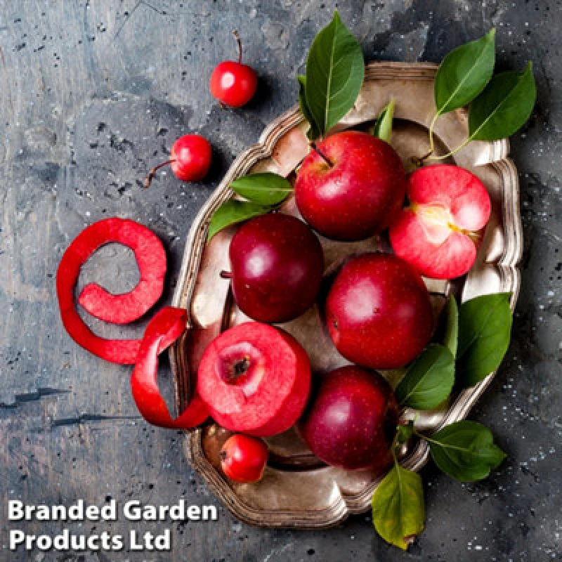 Image of Thompson & Morgan Apple (Malus) Baya Marisa 9Cm Pot X 1