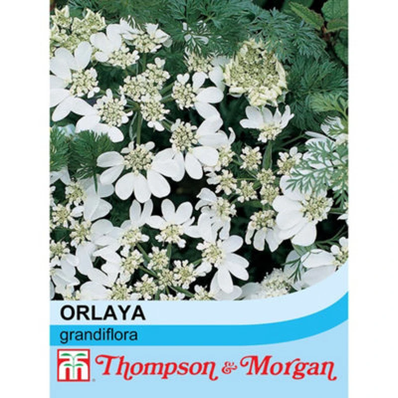 Image of Thompson & Morgan Orlaya Grandiflora 1 Seed Packet (25 Seeds)